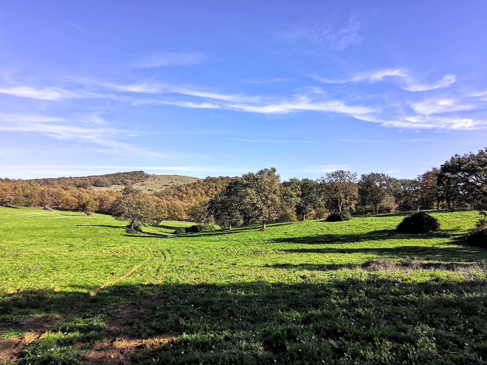 Pascolo Maremma